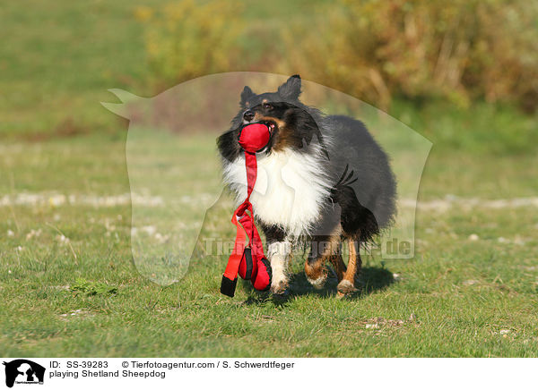 spielender Sheltie / playing Shetland Sheepdog / SS-39283