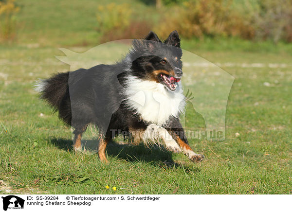 running Shetland Sheepdog / SS-39284