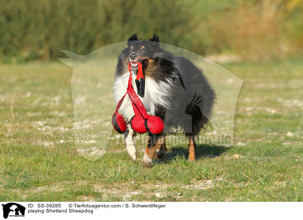 spielender Sheltie / playing Shetland Sheepdog / SS-39285