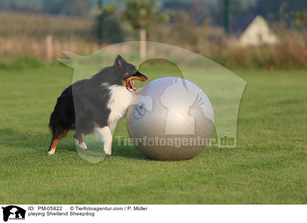 spielender Sheltie / playing Shetland Sheepdog / PM-05822