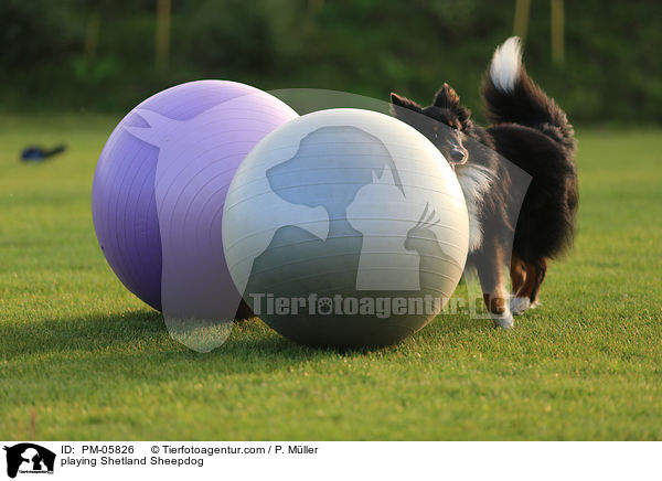 spielender Sheltie / playing Shetland Sheepdog / PM-05826