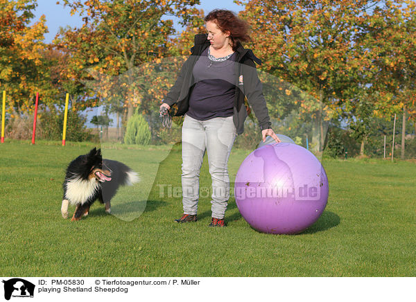 spielender Sheltie / playing Shetland Sheepdog / PM-05830