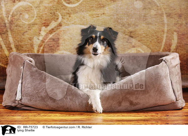 liegender Sheltie / lying Sheltie / RR-75723