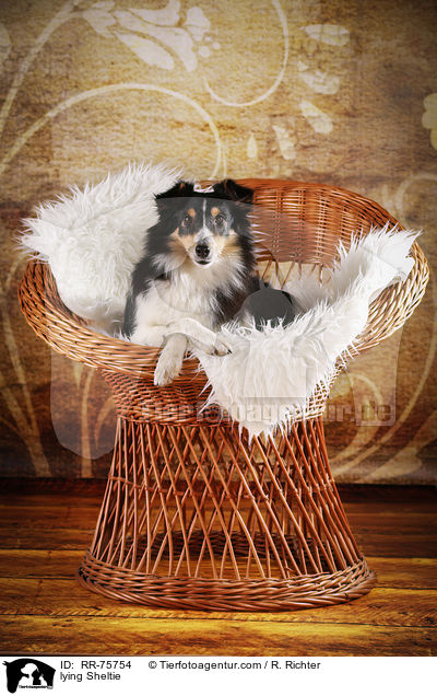 liegender Sheltie / lying Sheltie / RR-75754