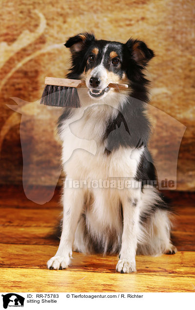 sitzender Sheltie / sitting Sheltie / RR-75783