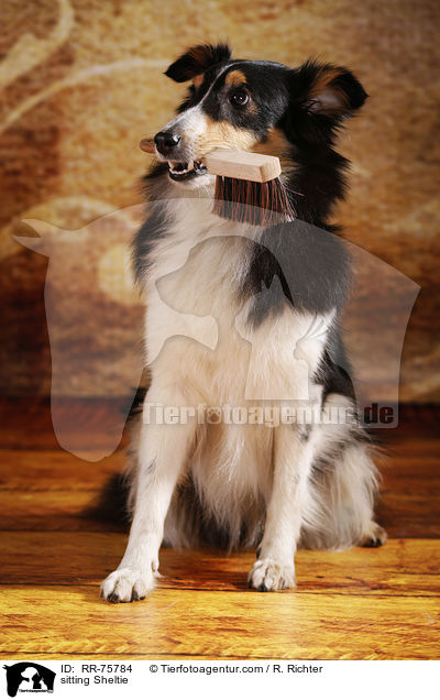 sitzender Sheltie / sitting Sheltie / RR-75784