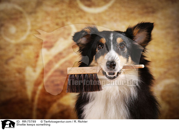 Sheltie hlt Gegenstand / Sheltie keeps something / RR-75789