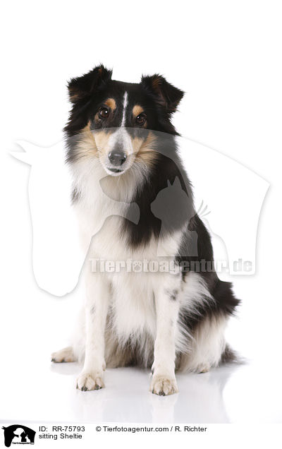 sitzender Sheltie / sitting Sheltie / RR-75793