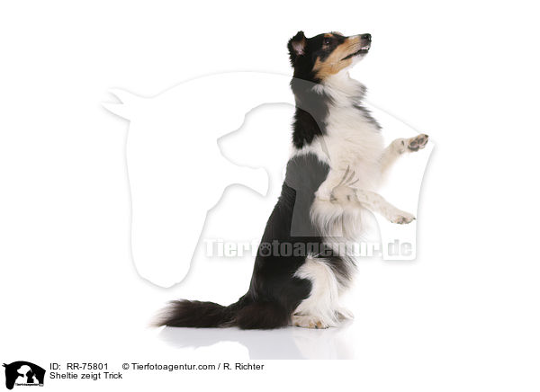 Sheltie shows trick / Sheltie zeigt Trick / RR-75801
