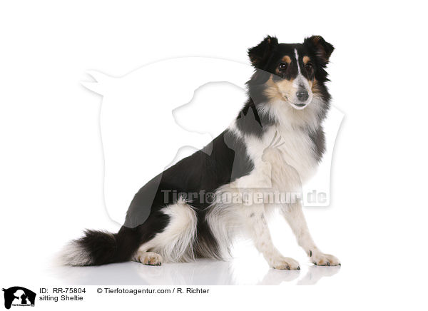 sitzender Sheltie / sitting Sheltie / RR-75804