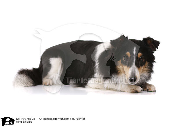 liegender Sheltie / lying Sheltie / RR-75808