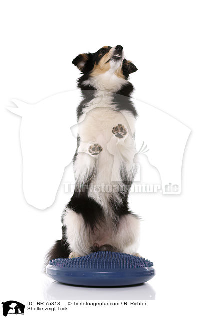 Sheltie shows trick / Sheltie zeigt Trick / RR-75818