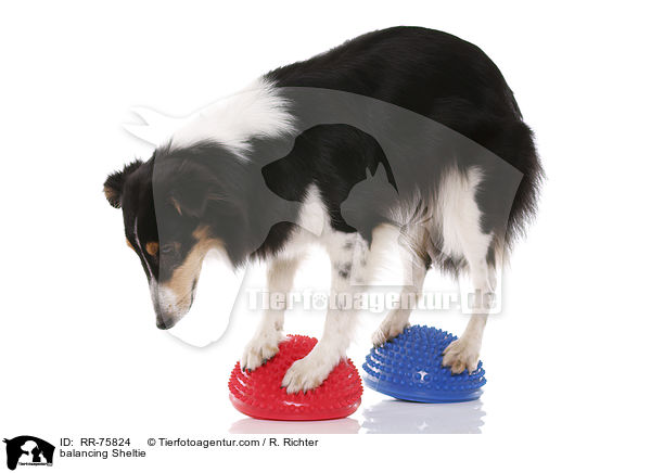 balancierender Sheltie / balancing Sheltie / RR-75824