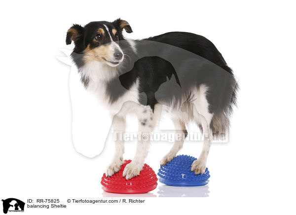 balancierender Sheltie / balancing Sheltie / RR-75825