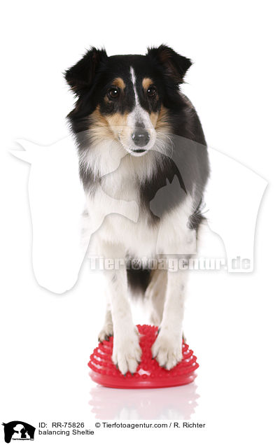 balancierender Sheltie / balancing Sheltie / RR-75826