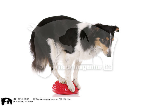 balancierender Sheltie / balancing Sheltie / RR-75831