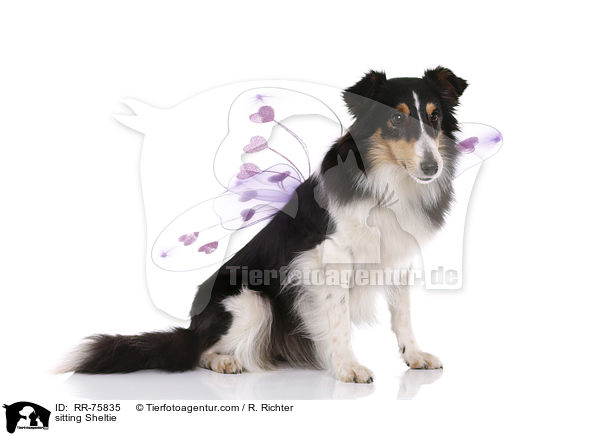sitzender Sheltie / sitting Sheltie / RR-75835