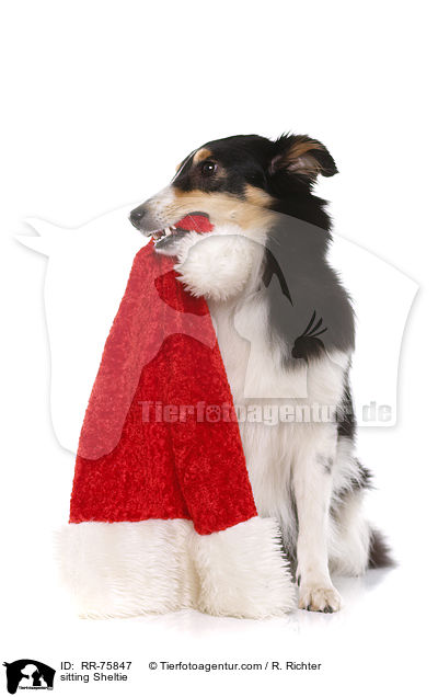 sitzender Sheltie / sitting Sheltie / RR-75847