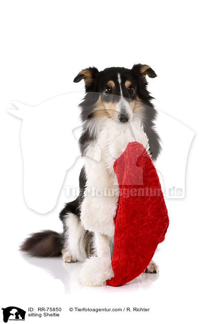 sitzender Sheltie / sitting Sheltie / RR-75850