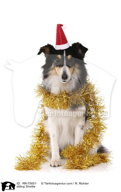 sitzender Sheltie / sitting Sheltie / RR-75851