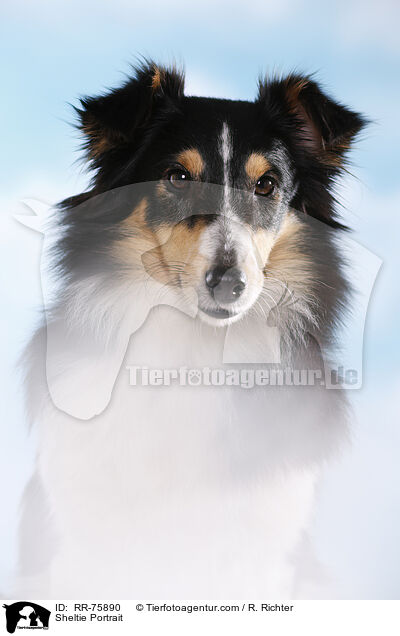 Sheltie Portrait / Sheltie Portrait / RR-75890