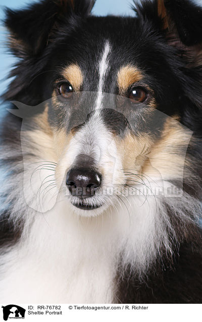 Sheltie Portrait / Sheltie Portrait / RR-76782