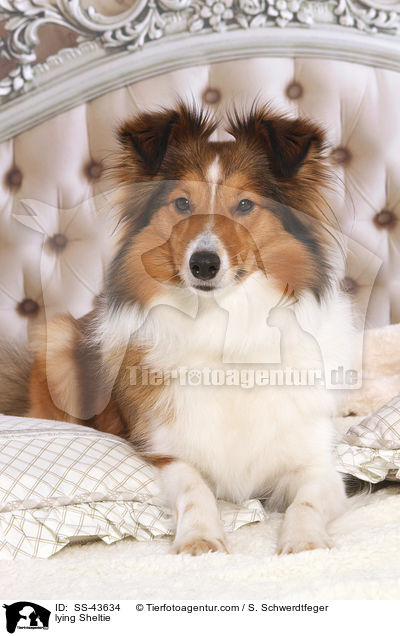 liegender Sheltie / lying Sheltie / SS-43634