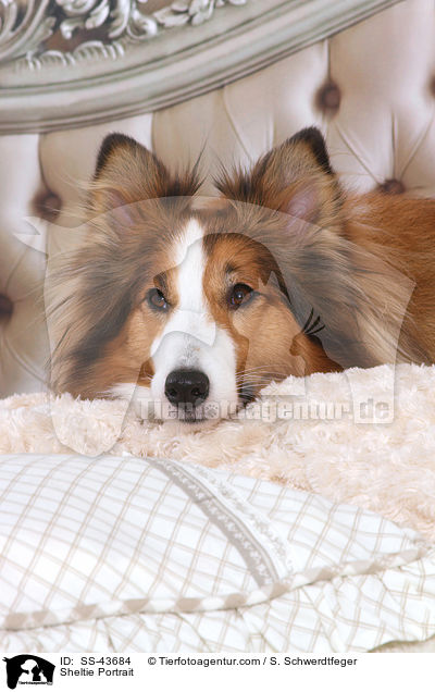 Sheltie Portrait / Sheltie Portrait / SS-43684