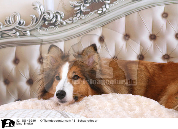 liegender Sheltie / lying Sheltie / SS-43686