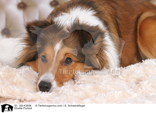 Sheltie Portrait / Sheltie Portrait / SS-43698