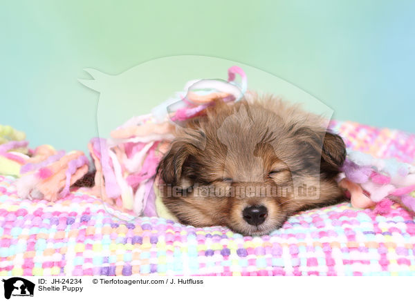 Sheltie Puppy / JH-24234