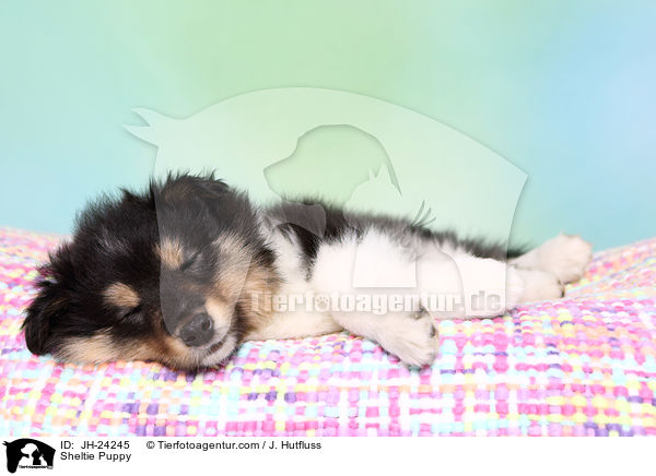 Sheltie Welpe / Sheltie Puppy / JH-24245