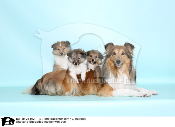 Shetland Sheepdog mother with pup / JH-26462