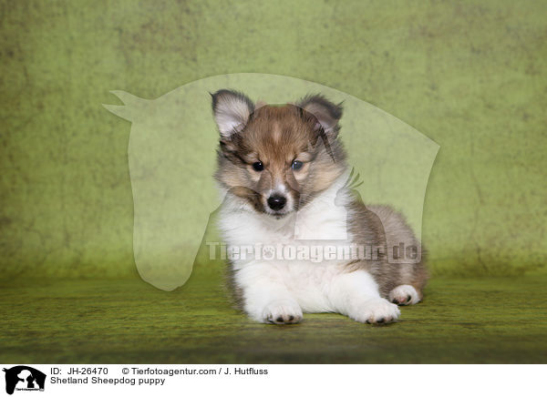 Shetland Sheepdog Welpe / Shetland Sheepdog puppy / JH-26470