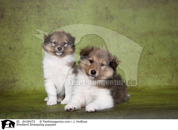 Shetland Sheepdog Welpen / Shetland Sheepdog puppies / JH-26472