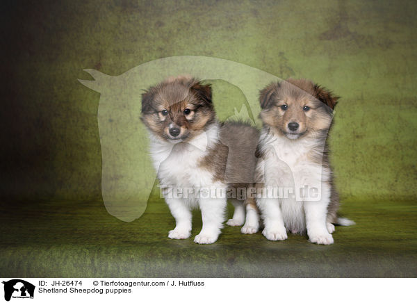 Shetland Sheepdog Welpen / Shetland Sheepdog puppies / JH-26474