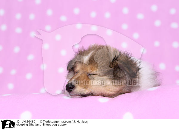 schlafender Sheltie Welpe / sleeping Shetland Sheepdog puppy / JH-26486