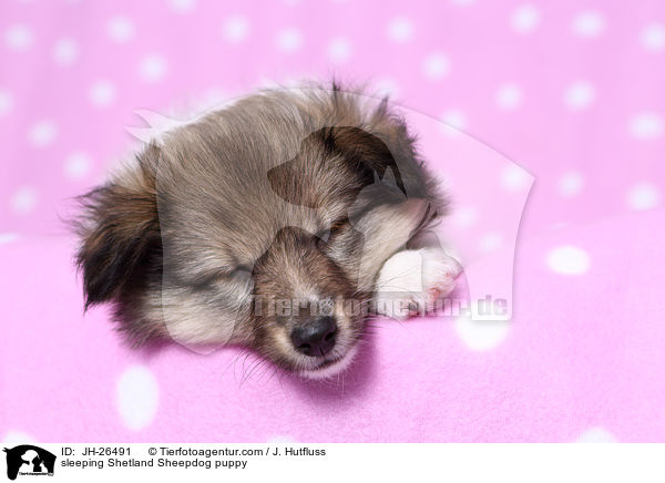 schlafender Sheltie Welpe / sleeping Shetland Sheepdog puppy / JH-26491