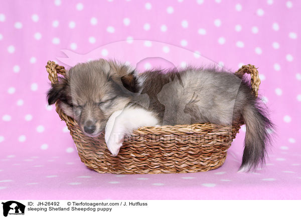 schlafender Sheltie Welpe / sleeping Shetland Sheepdog puppy / JH-26492