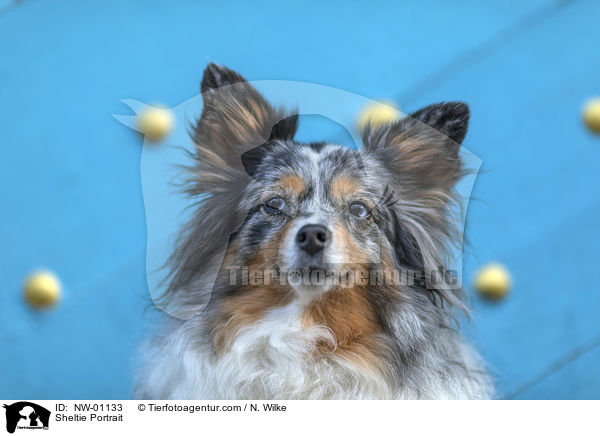 Sheltie Portrait / Sheltie Portrait / NW-01133