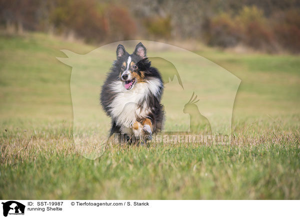 running Sheltie / SST-19987