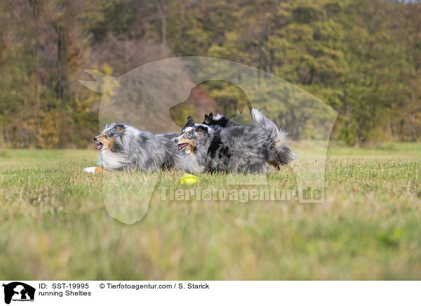 rennende Shelties / running Shelties / SST-19995