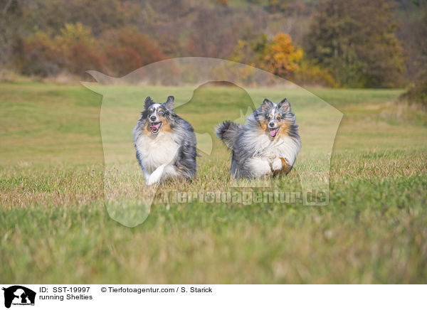 running Shelties / SST-19997