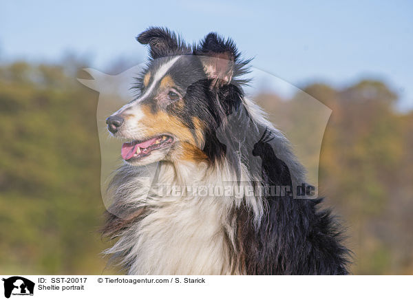 Sheltie Portrait / Sheltie portrait / SST-20017