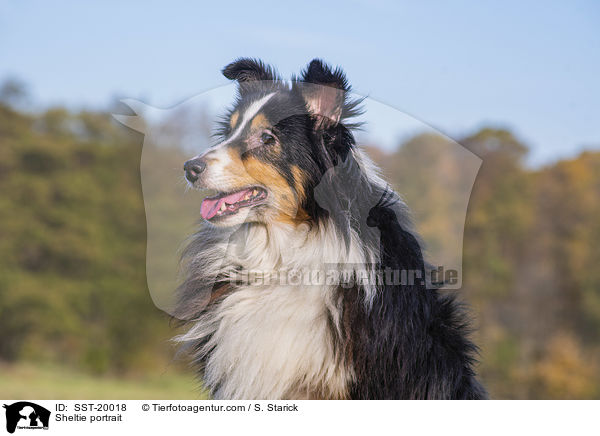 Sheltie Portrait / Sheltie portrait / SST-20018