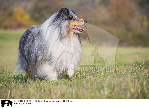 walking Sheltie / SST-20039