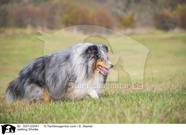walking Sheltie / SST-20041