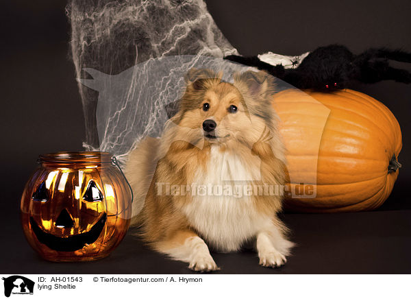 liegender Sheltie / lying Sheltie / AH-01543