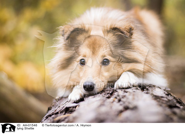 liegender Sheltie / lying Sheltie / AH-01546