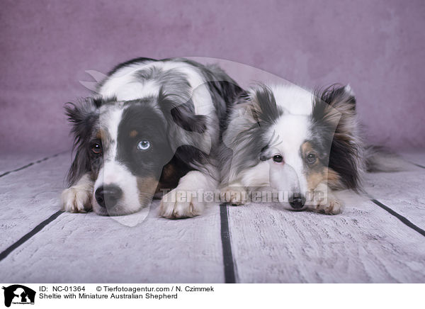 Sheltie mit Miniature Australian Shepherd / Sheltie with Miniature Australian Shepherd / NC-01364